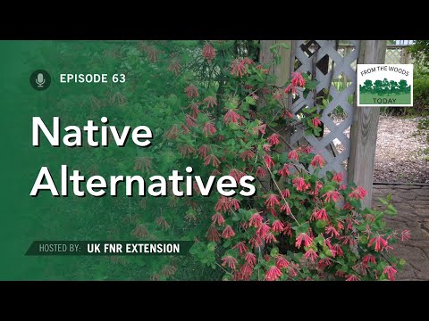 Video: Summersweet Plant - Tips til pleje af Clethra Alnifolia