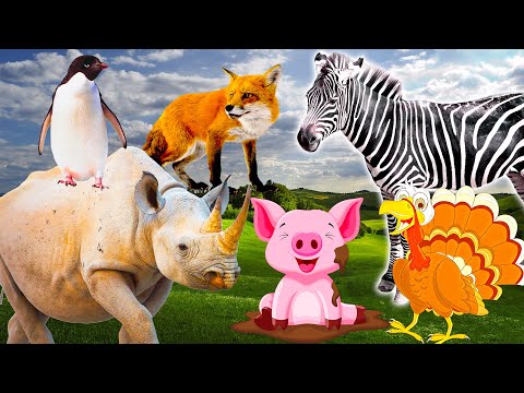 The role of animals - Familiar animal sounds : Pig, turkey, penguin, zebra - Part 14