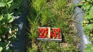 Strawberry Season - Picking 10 Pounds of Strawberries at Eckerts