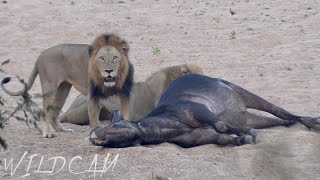 Vuyela Male Lions Finishing Off a Limping Buffalo | Ep 175