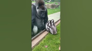 Gorilla sees baby penguins (SUPER cute) for the first time