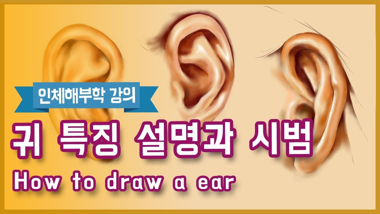 귀 특징 설명과 시범(How To Draw A Ear) - 오쌤 인체해부학(Anatomy Teacher O) - YouTube