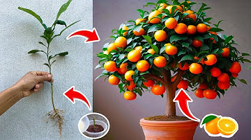 Technique for growing oranges from small trees: helps to yield more fruits