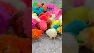 Amazing Hen Baby Chicks & village Kids poims chicken trending shorts viralvideo shortvideo