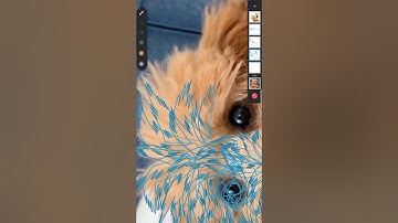 speed art pet vector | infinite design