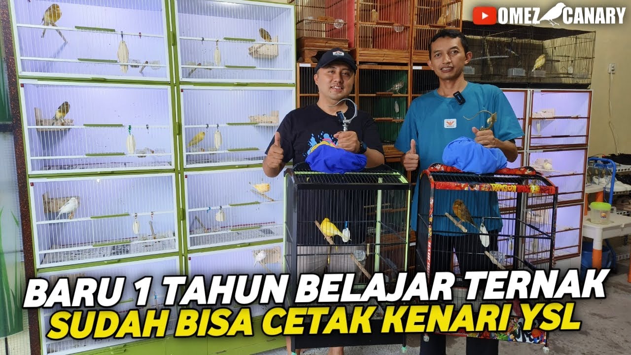 AWALNYA TERNAK KENARI LOKAL DI GARASI‼️SEKARANG SUDAH PUNYA ILMUNYA CETAK YORKSHIRE