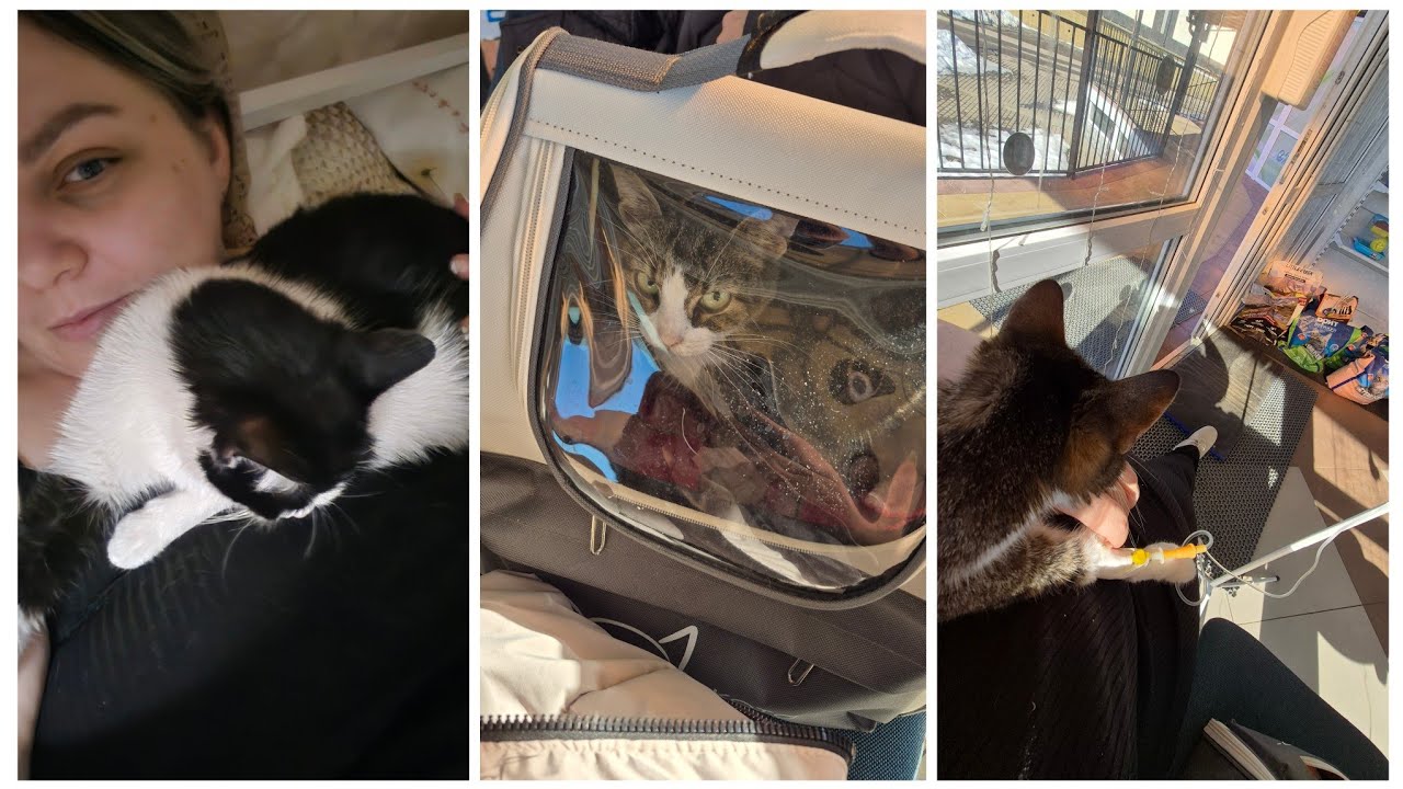 VLOG 620: ВРОДЕ ЛУЧШЕ! (спойлер: нет)