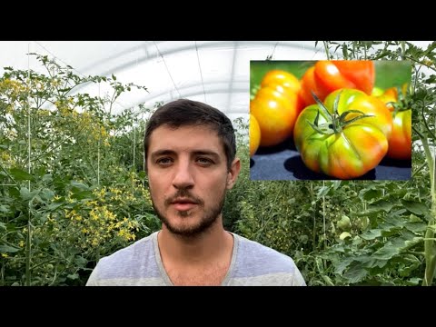 Желтые плечики у