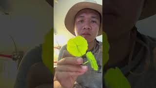 มีกันหรือยังครับของดี #รีวิวของดีบอกต่อ #เปลปลากัด #ที่นอนปลากัด #ปลากัด #bettafish