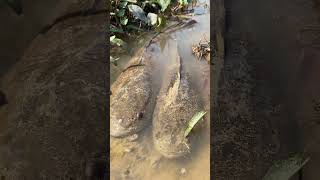 Ikan Lele Terbesar Didunia