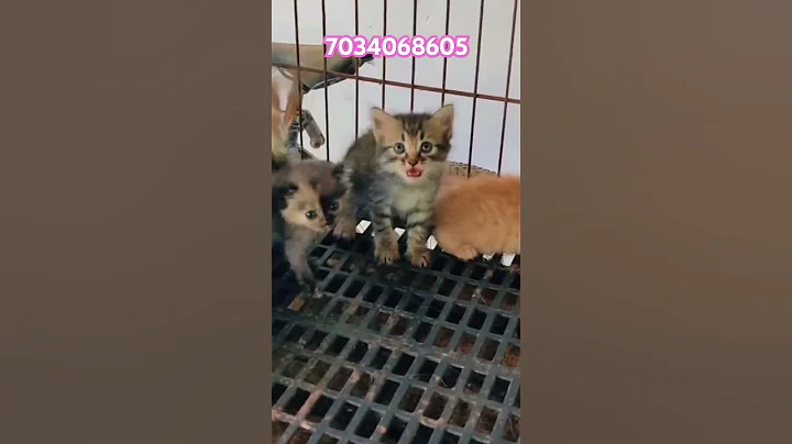 Video 8612811: persian kitten pets, persian mother