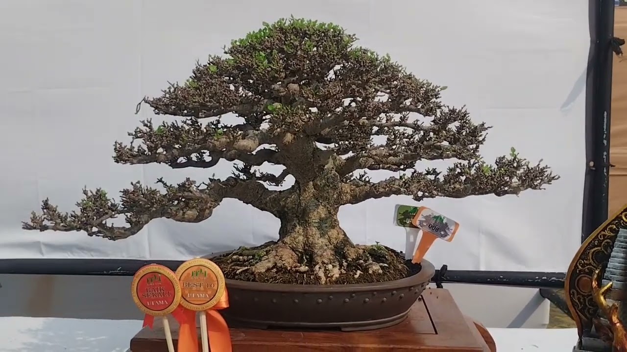 BONSAI TERBAIK 2025 GIRI KEDATON PAMNAS GRESIK