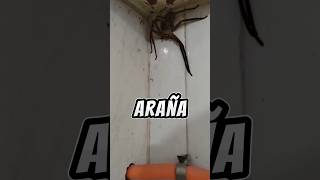 Si ves está araña en tu casa corre y pide ayuda ?️ shorts