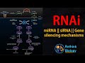 Rna interference rnai animation  mirna  sirna  mrna regulation