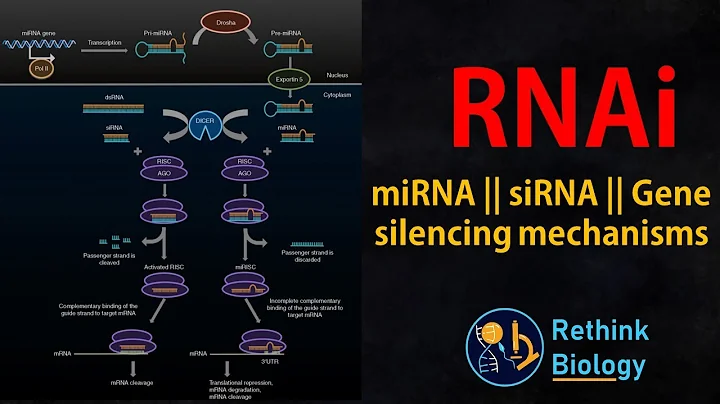 RNA interference (RNAi) Animation || miRNA || siRNA || mRNA regulation - DayDayNews