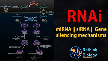 RNA interference (RNAi) Animation || miRNA || siRNA || mRNA regulation