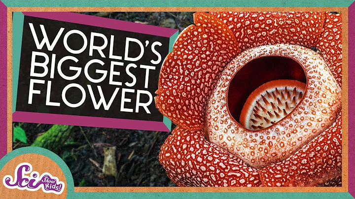 The Biggest Flower in the World! | Corpse Flower | SciShow Kids - DayDayNews