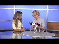 TUESDAY TAILS: Meet Tempe from the SPCA of East Texas