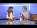 TUESDAY TAILS: Meet Tempe from the SPCA of East Texas