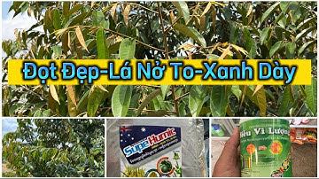Sầu riêng phun gì bón gì để có được cơi Đọt Đẹp Lá Nở To Xanh Dày