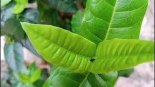 harusnya aku karaoke maulana wijaya