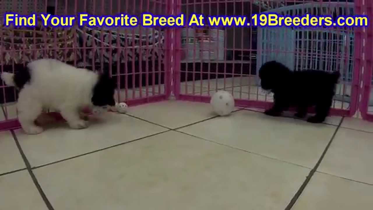 Toy Poodle, Puppies, Dogs, For Sale, In Las Cruces, County, New Mexico, NM, 19Breeders, Santa Fe