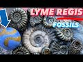Professional Fossil Hunter’s Ammonite Preparation!