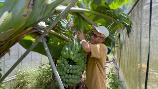 This person's banana plantation was truly amazing. - YouTube