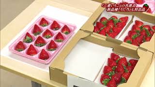 三重で開発されたいちご「かおり野」「章姫」など出来栄え競う 新品種