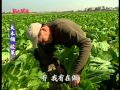 草地狀元-經典回顧系列之六 消失的大木桶酸菜