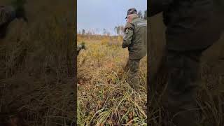 В Добрушском районе высадили сотни сосен благодаря акции "Дай лесу новае жыццё"