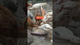 Kenapa Ayam Joper Di Umbar Yaa 