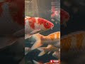 Relaxing Timelapse 🌿"The Glass Wall Zen Sanctuary"