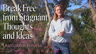 Break Free From Stagnant Thoughts And Ideas With Boronia