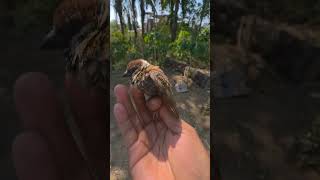 In Your Place What Kind Of Bird Is This Guys