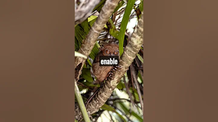 Tarsiers Have The largest eyes relative to any size of any animal #shorts #animalfacts