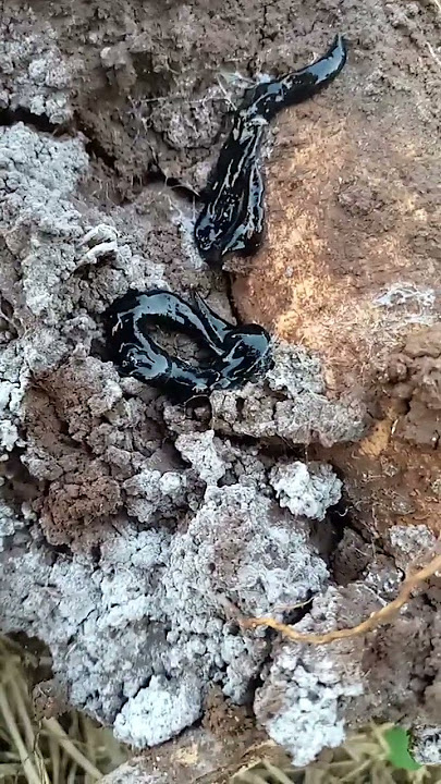lintah hitam #semuaorang#reels #jangkuanluas #animals