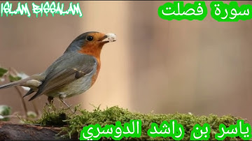 تلاوة خاشعة تهز القلوب للشيخ ياسر بن راشد الدوسري (سورة فصلت) راائعة
