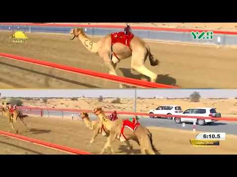 الشوط 13 شاهين ل محمد سيف الخييلي مهرجان ولي عهد دبي الجمعة 2018 2 16 المرموم ثنايا