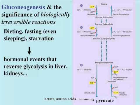 glycolysis gluconeogenesis how the atkins diet works youtube atkins works