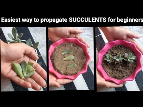 EASIEST WAY to PROPAGATE SUCCULENTS for beginners #repost - YouTube