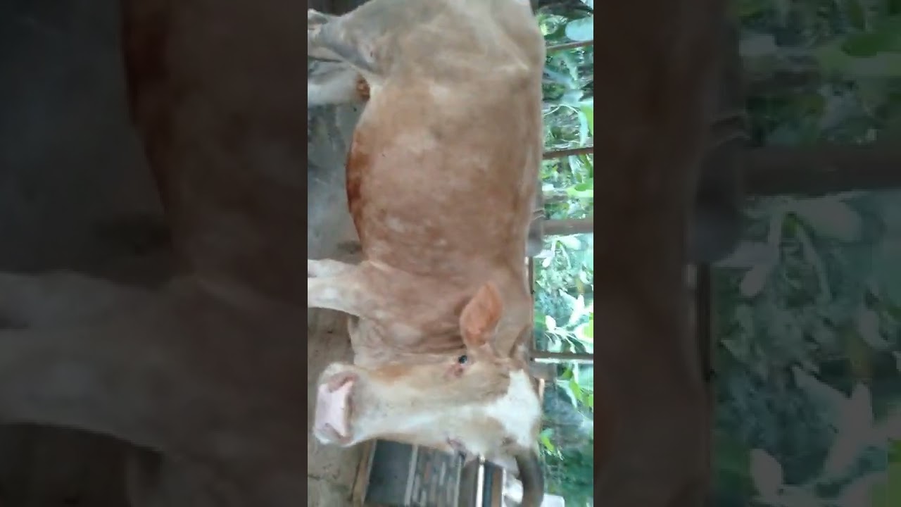 liat ternak sapi di kandang BPK Adi putih