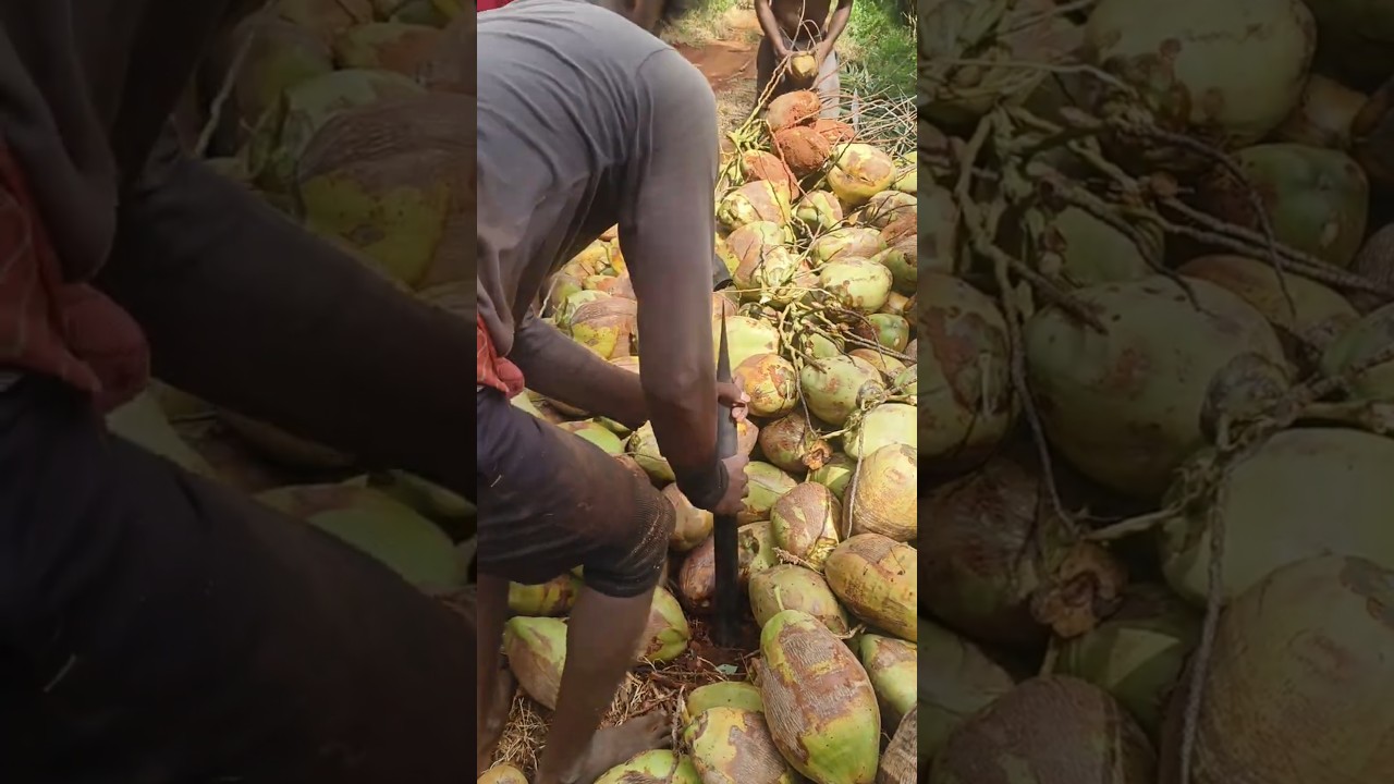 coconut peeling skills 