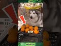 Dog helps his master sell fruit #shorts #didyouknow
