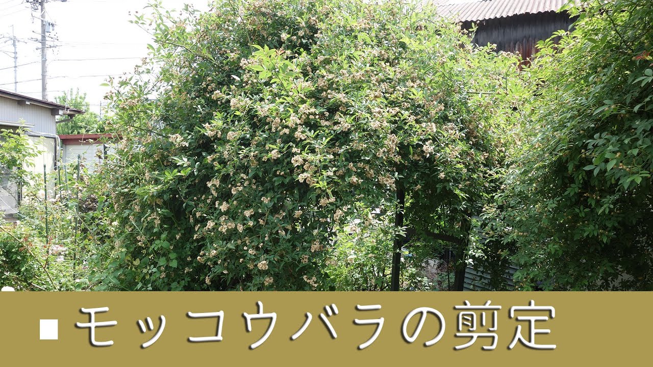 ガーデニングvlog モッコウバラの剪定 モッコウバラ白八重 Youtube