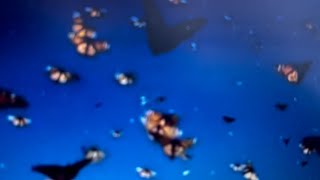 Beautiful Monarch Erflies