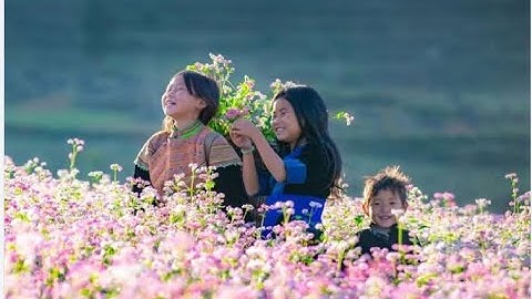 Lễ hội Hoa Tam giác mạch 2025: Dấu ấn bản sắc trên cao nguyên đá