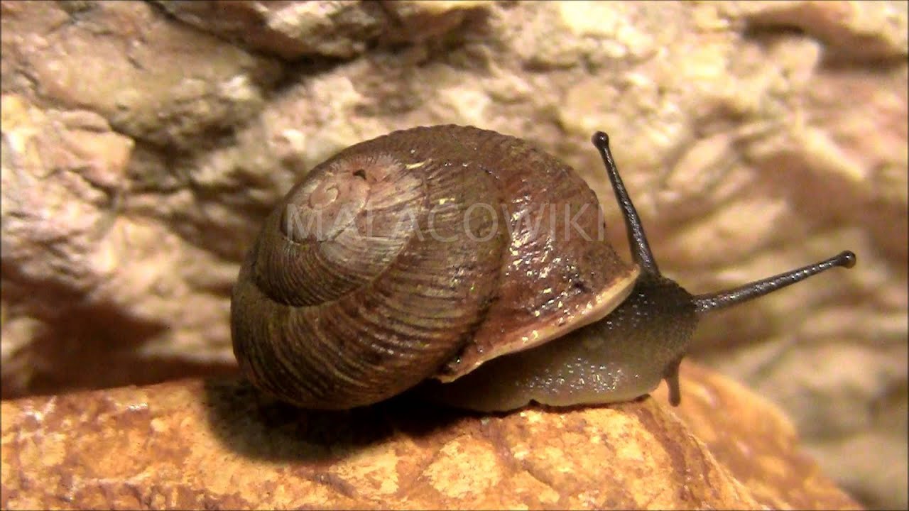 Hemicycla pouchedan