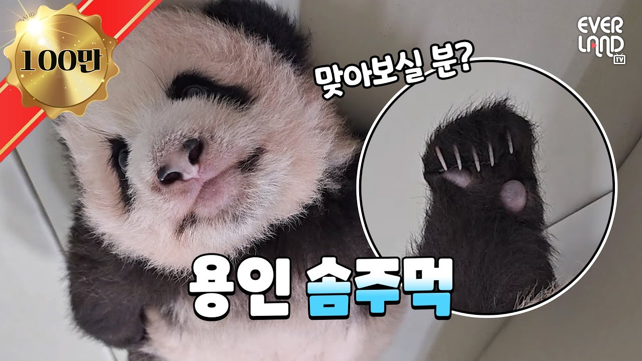 [ENG] 성덕(?) 송바오와 행복한 바오가족 데이트🖤 │#판다와쏭 #128