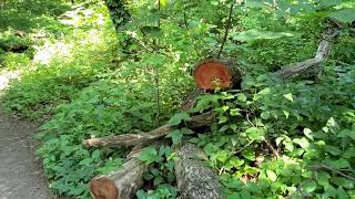 🚶‍♂️Walking Tour Of Forest Park!!!🚶‍♀️(Narrated).